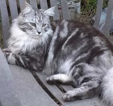 Merlin