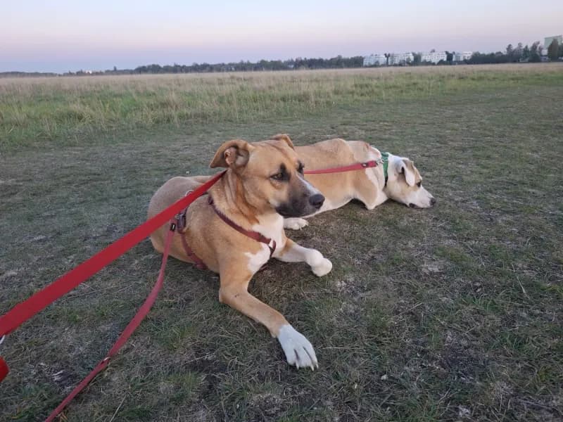 Ronja und Nala