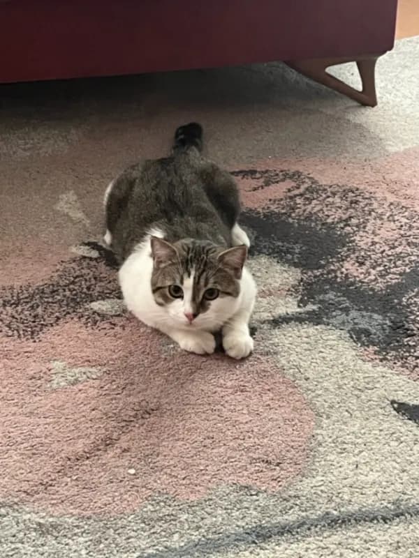 Pablo