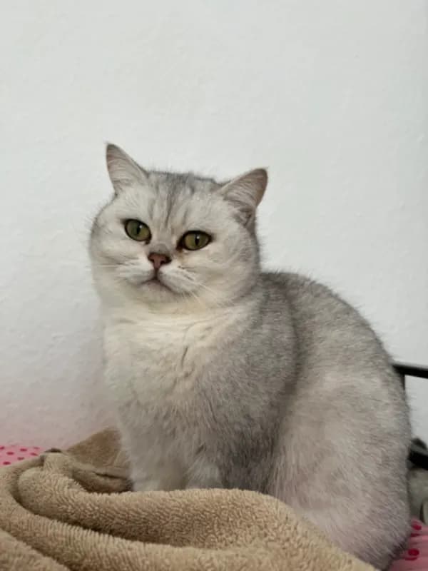 Quinni