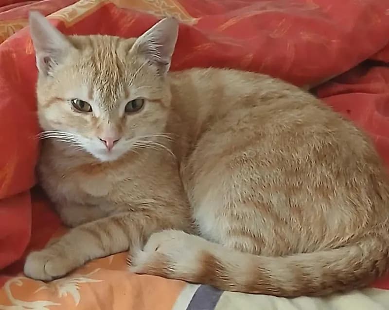 Caramel