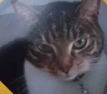 Mogli