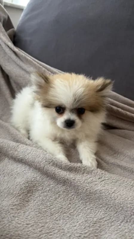 Pino