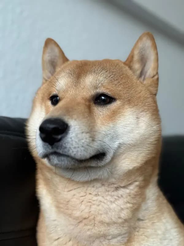 Mäcki