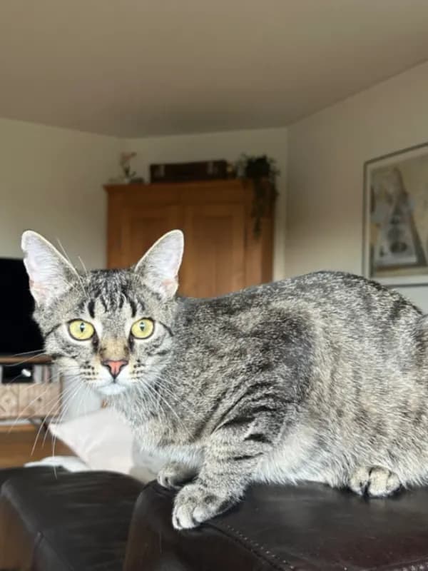 Merlin