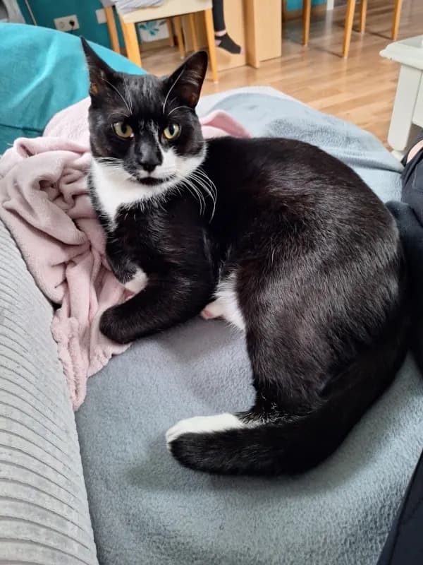 Mogly