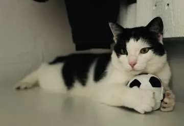 Felix