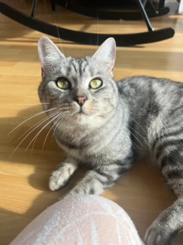 Maya