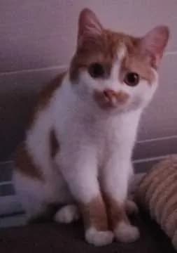 Nala