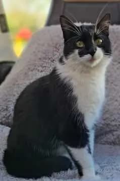 Watson
