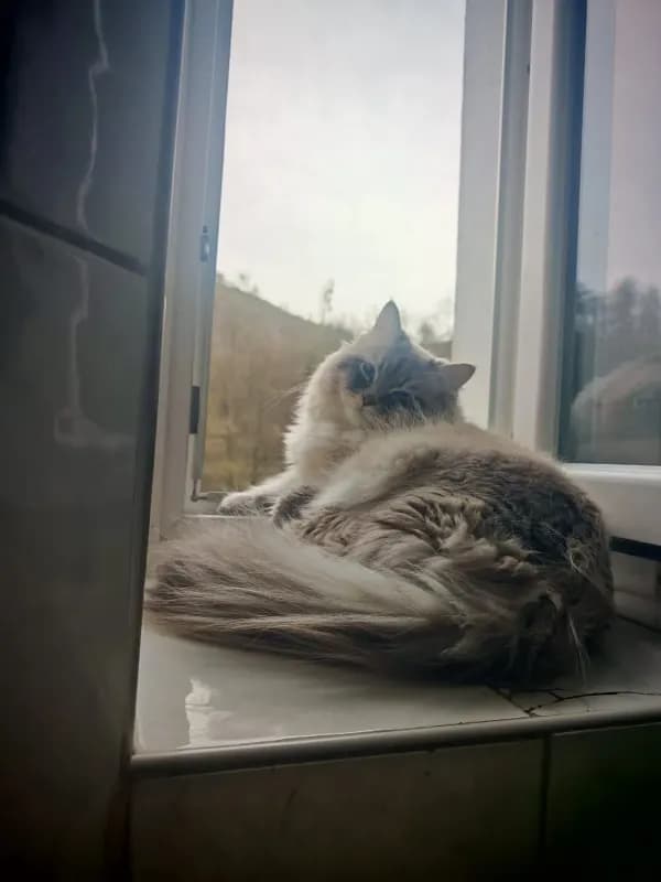 Oscar