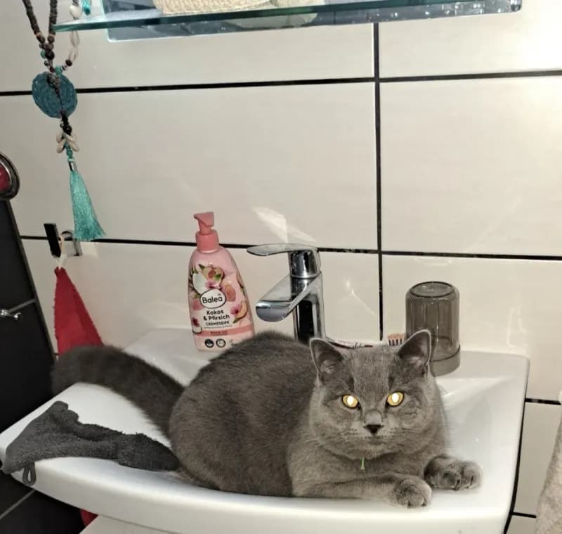 Mogli