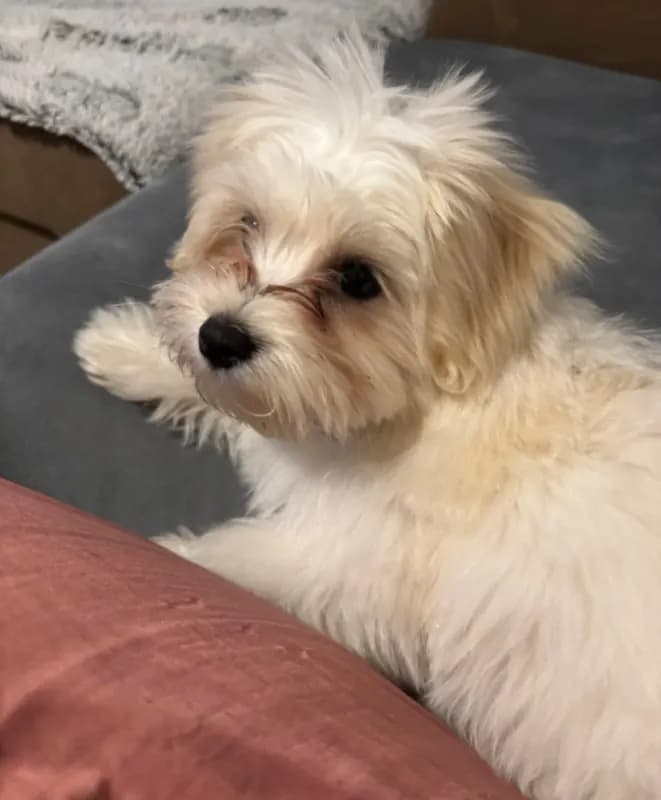 Toto