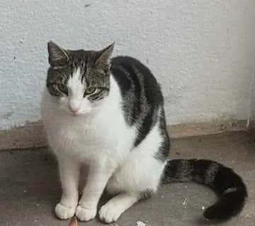 Mau