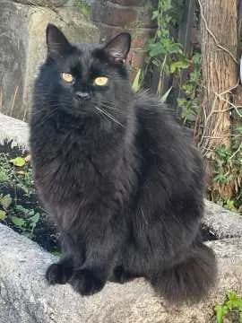 Gismo