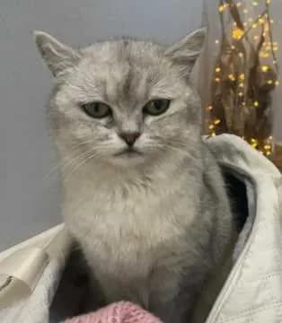 Prinzessin