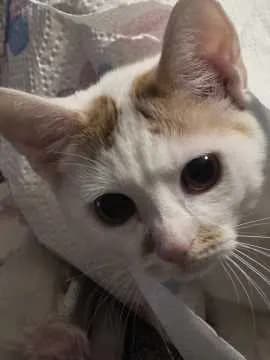 Lilly