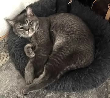 Simba