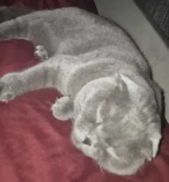 Otis