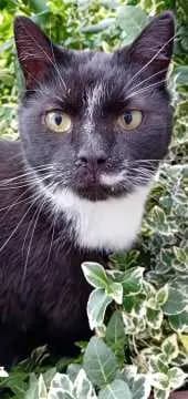 Balu