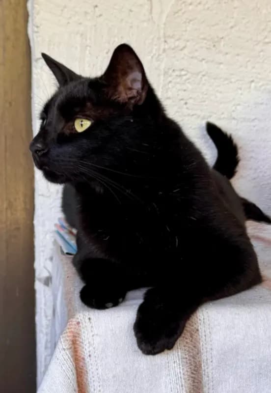 Kater Katerche kleiner Mann