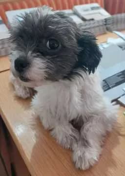 Lolita