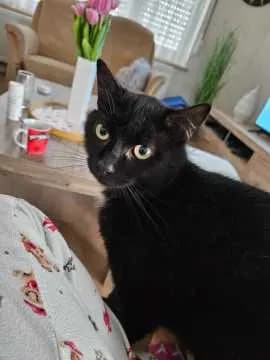 Ludwig