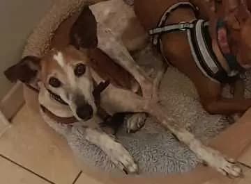 Chico