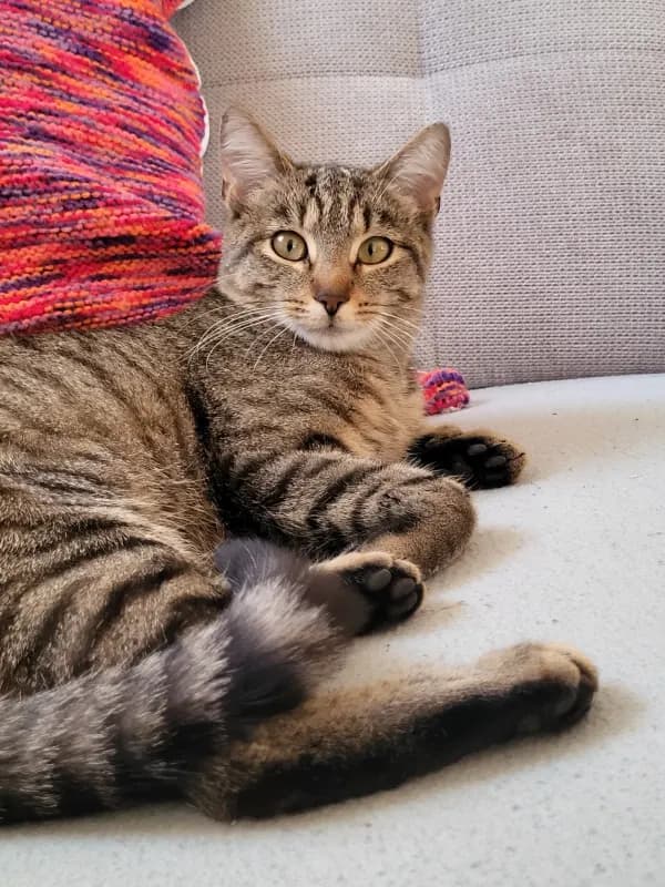 Melli