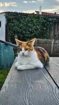 Maja