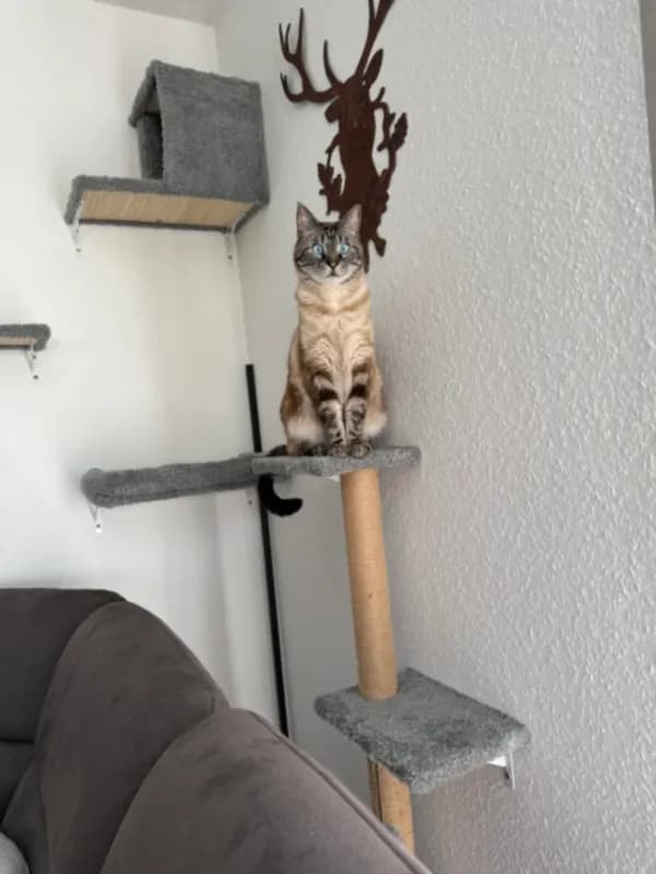 Loki