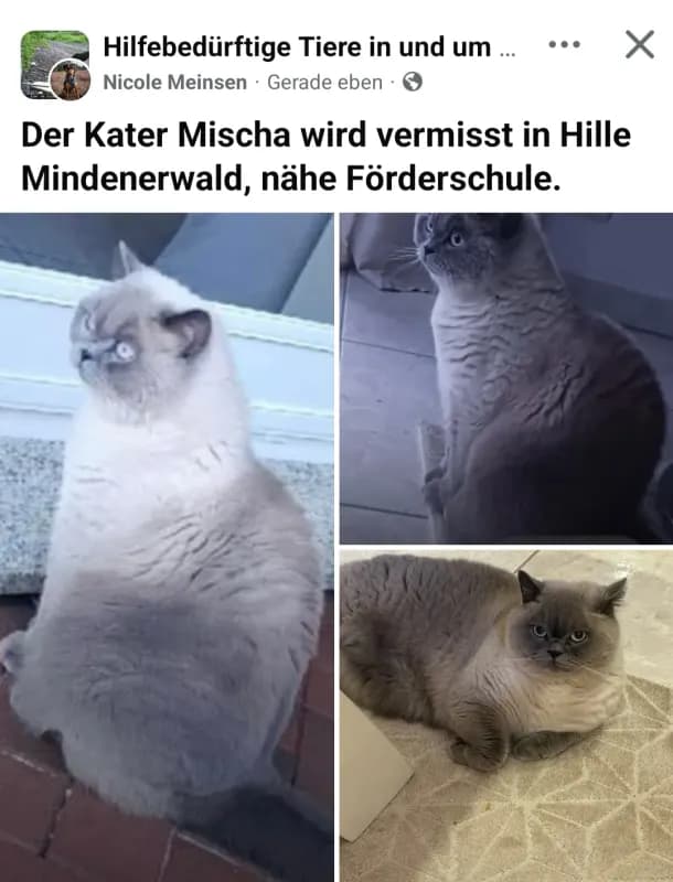 Mischa