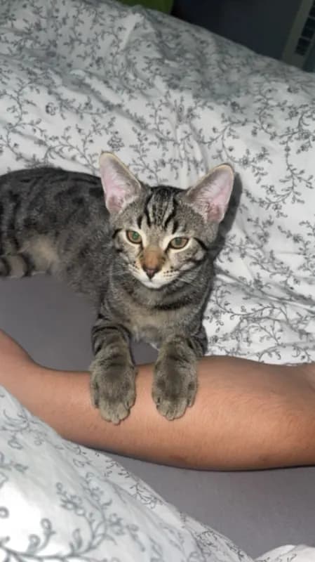 Kiko