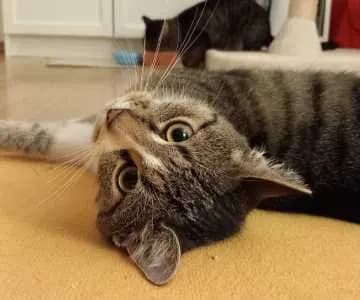 Findus