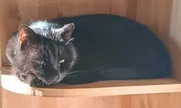Rozi