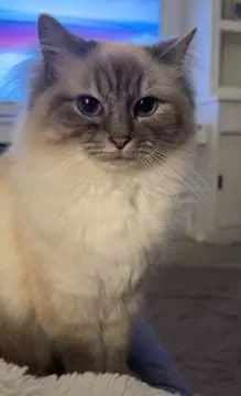 Blanca