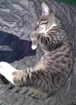 Mischa