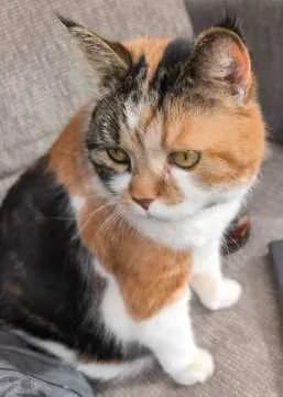 Amy