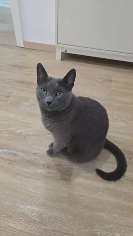 Petja