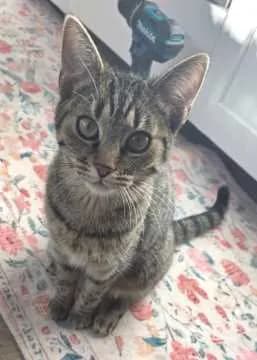 Krümel
