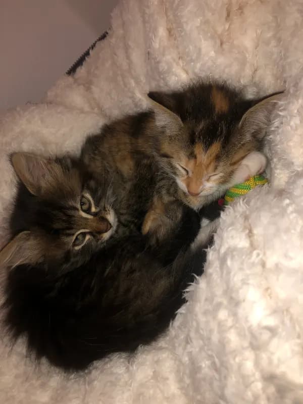 Pablo und Myo