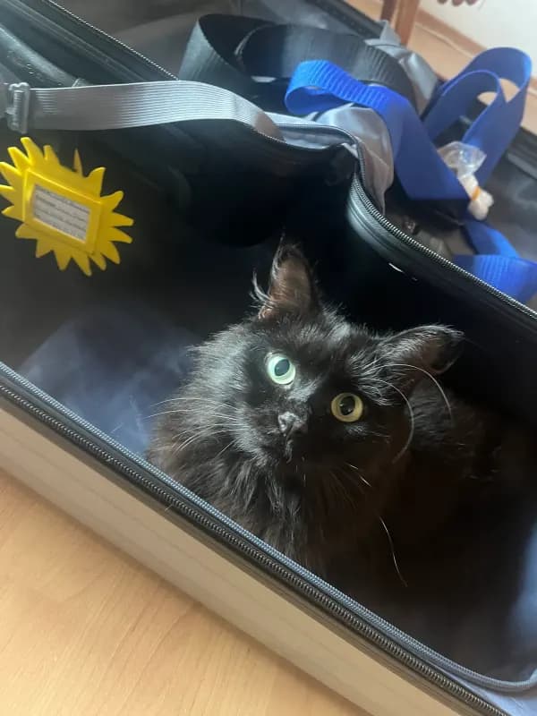 Mogli