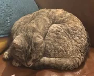 Ronja