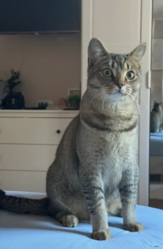 Simba