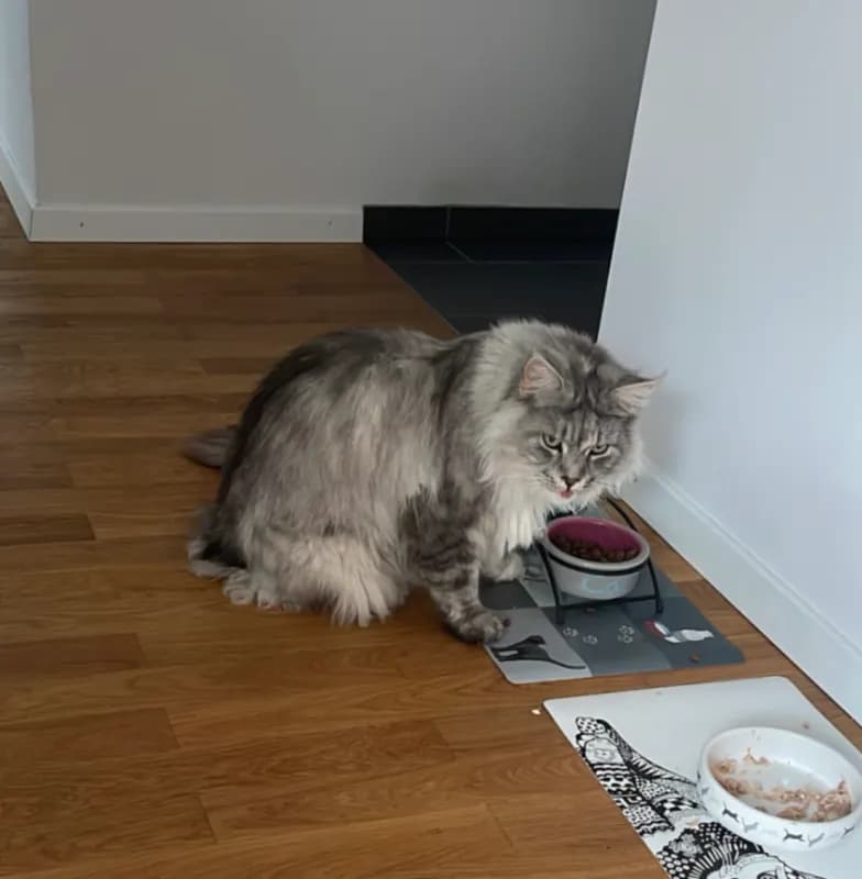 Cleo