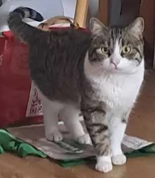 Linus