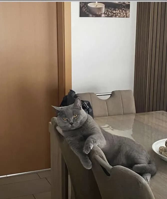 Milo