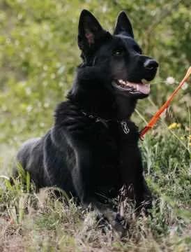 Amon