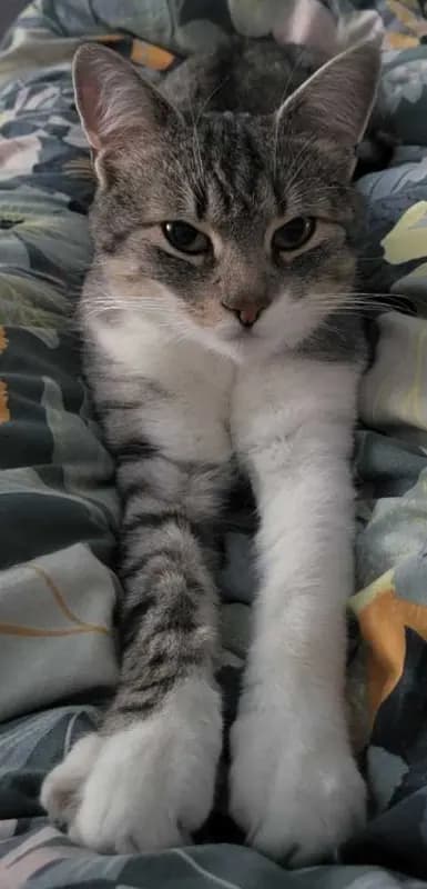 Loki