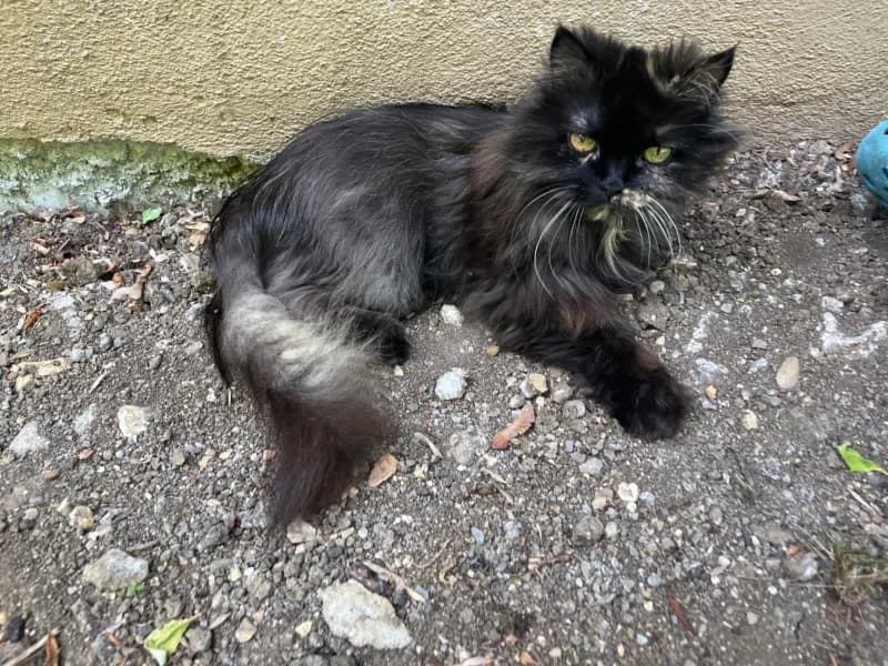 Minou